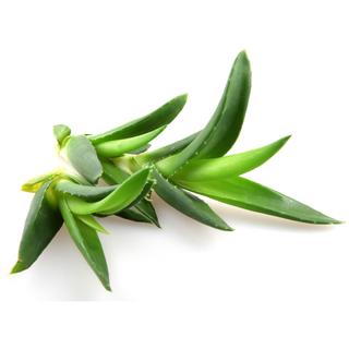 Aloe Vera Shampoo