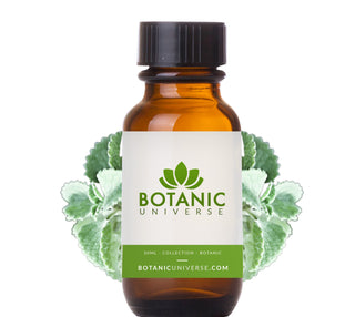 Ajowan Essential Oil