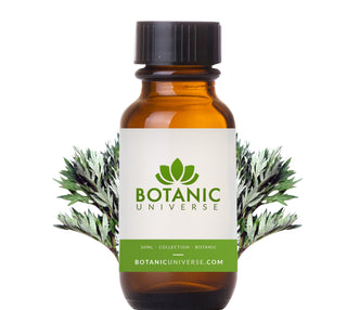 Armoise Mugwort Essential Oil