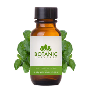 Basil Sweet Essential Oil (India)
