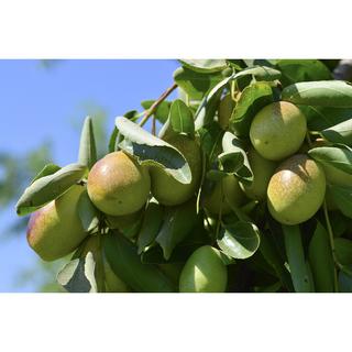 Jojoba Meal Exfoliant