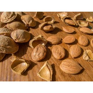 Apricot Shells Exfoliant